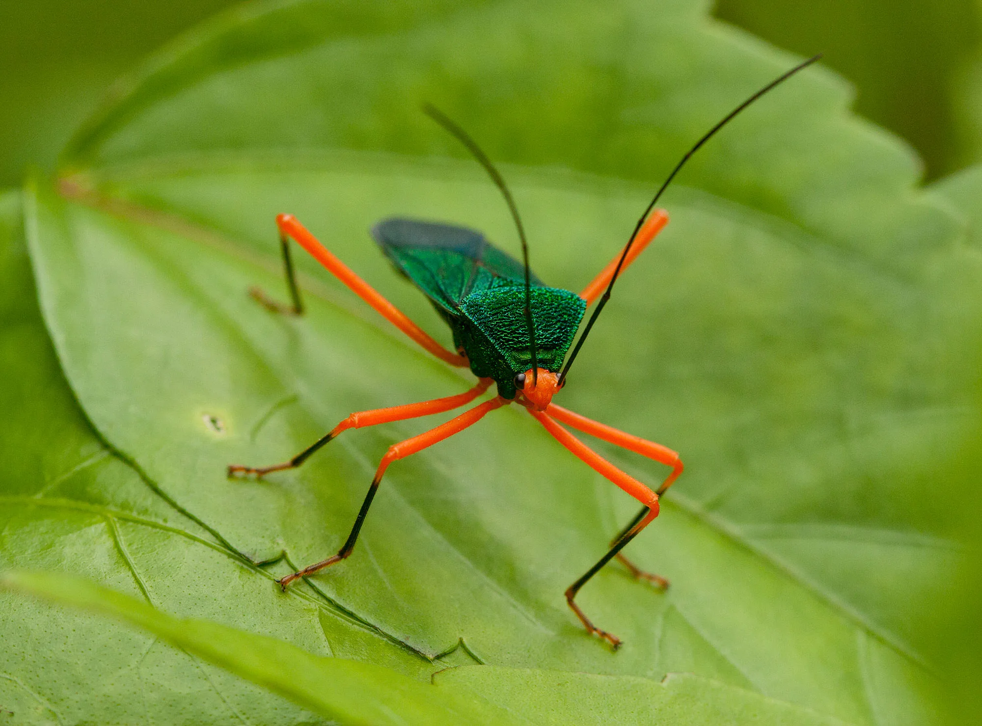 A Paryphes leaf-footed bug with an iridescent green body and bright orange legs on a leaf in the Ecuadorian Amazon.