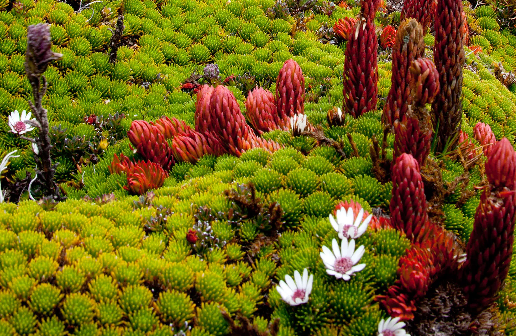 Red bromeliad-like spikes and white flowers rising from green cushion plants in the páramo of the Papallacta Pass, Ecuador.