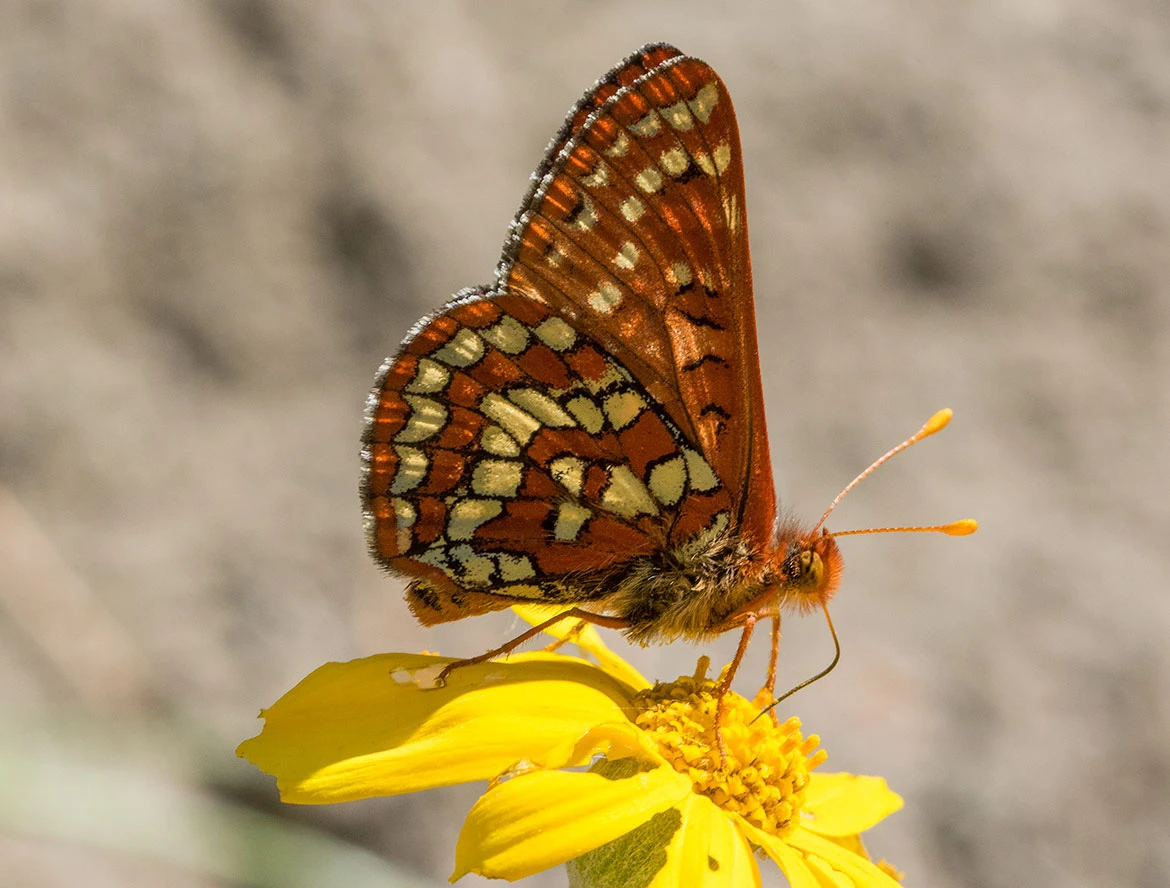 Edith's Checkerspot (Euphydryas editha), Eagle Creek Gorge, Oregon
