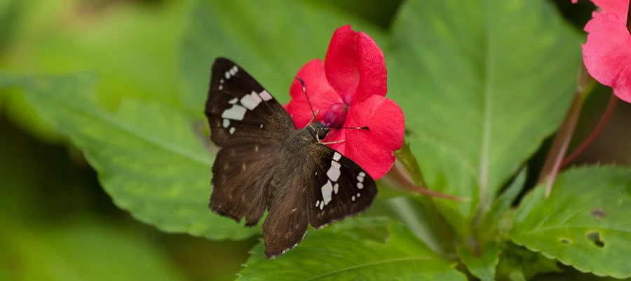 Elegant Flat Spreadwing (Celaenorrhinus stola), Panama
