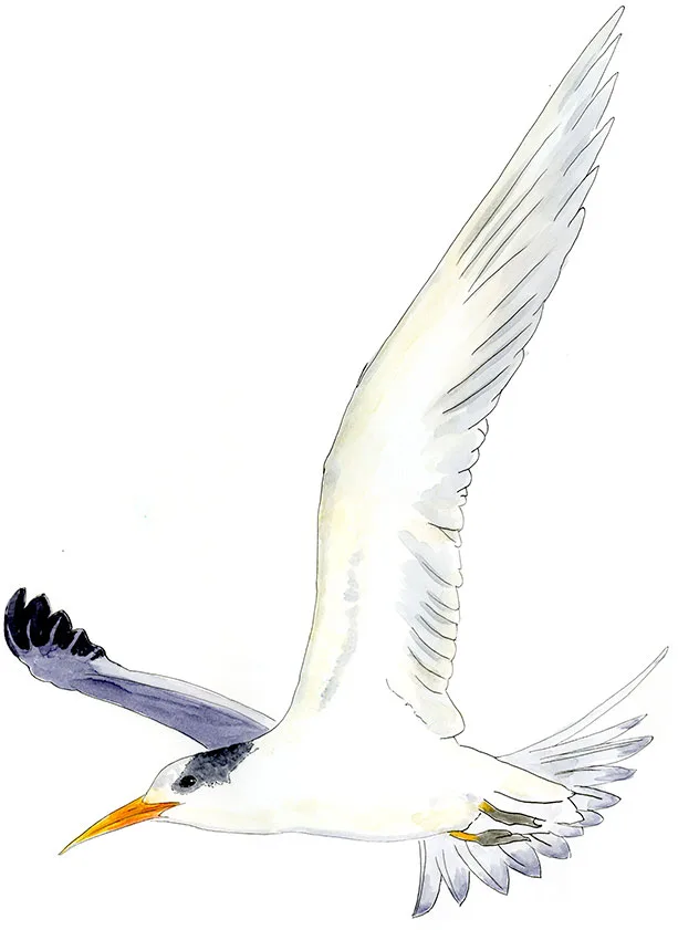 Watercolor and Copic marker sketch of an Elegant Tern (Thalasseus elegans), by Erik Gauger.