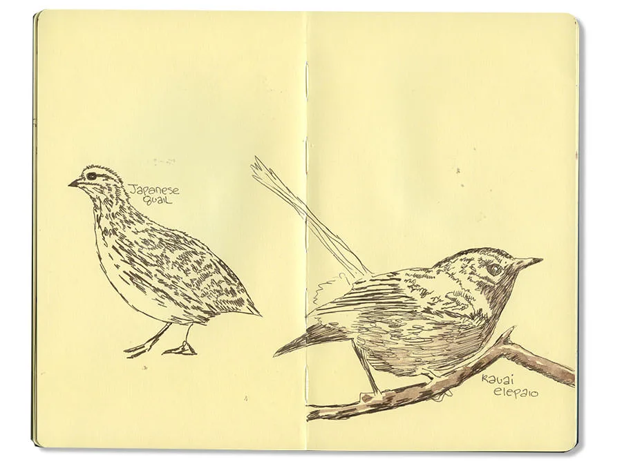 Ink sketch of a Japanese quail and a Kauai elepaio perched on a branch