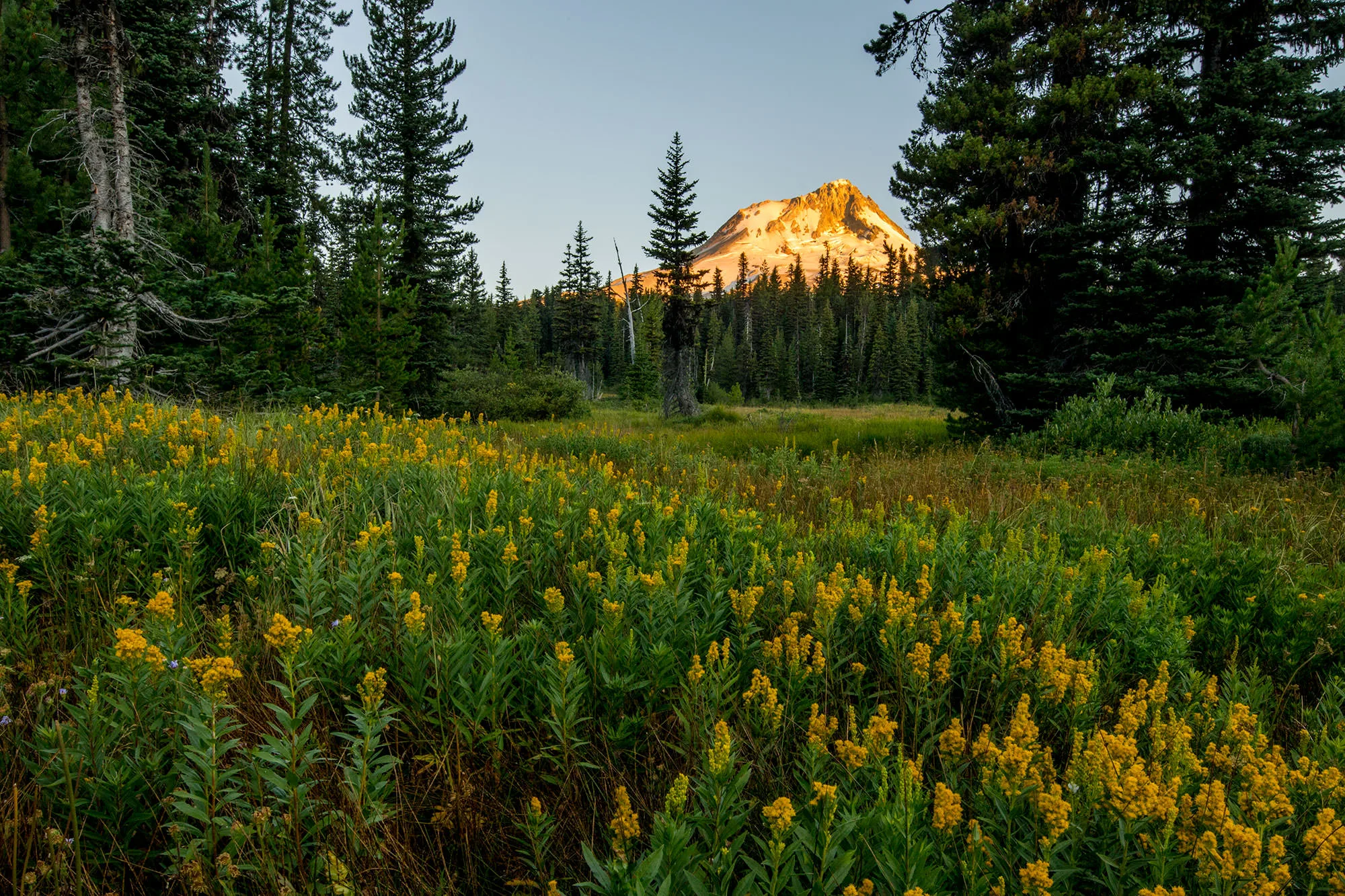 Elk Meadows, Mount Hood