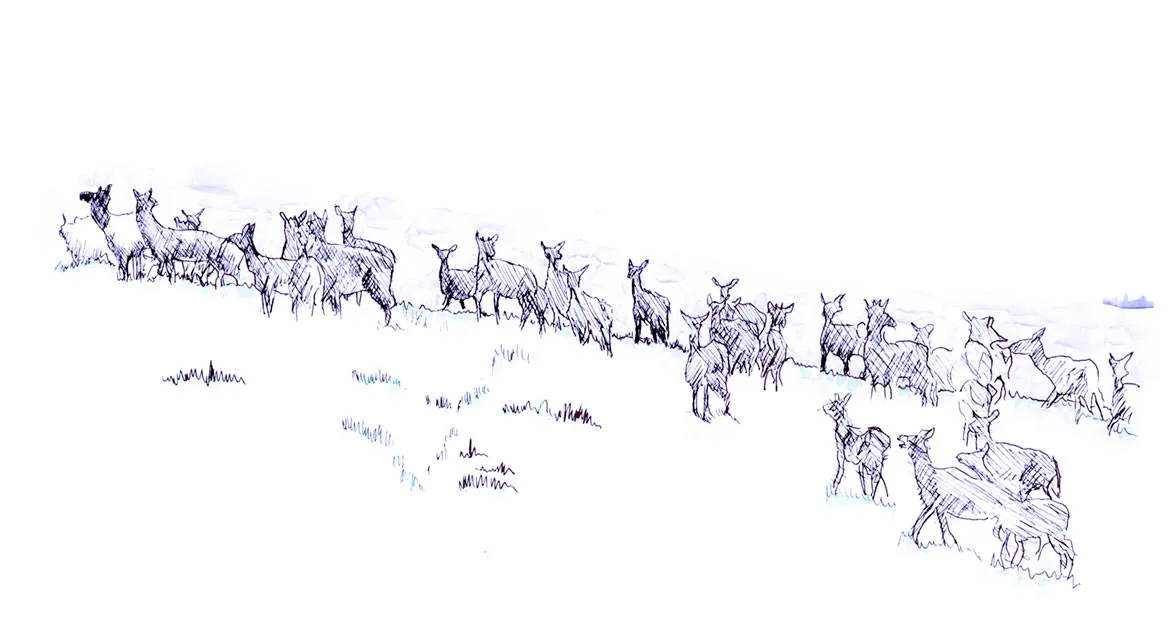 Elk in Eastern Oregon