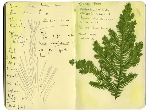 Pencil study of grasses beside notes on the golden frog and a pressed fern