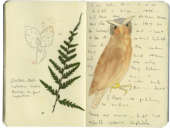 Sketch of a crested owl with a pressed fern
