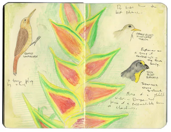 Sketch of a heliconia with a spotted woodcreeper, an orange-billed nightingale-thrush and a thick-billed euphonia