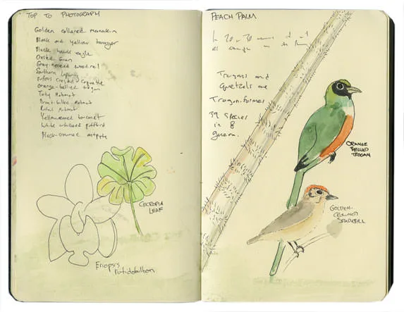 Sketch of an orange-bellied trogon
