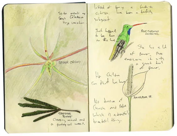 Spider Orchid Sketch from Panama