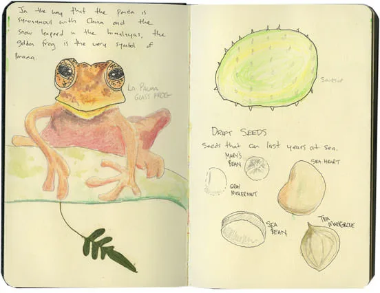 Sketch of a La Palma glass frog, a soursop and drift seeds