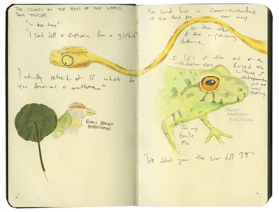 Sketch of a yellow snake, a rufous-browed peppershrike and a South American bullfrog