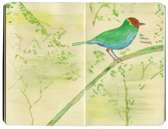 Bay-headed tanager sketch