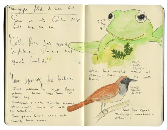 Sketch of a motmot with a racket-tipped tail beside handwritten notes