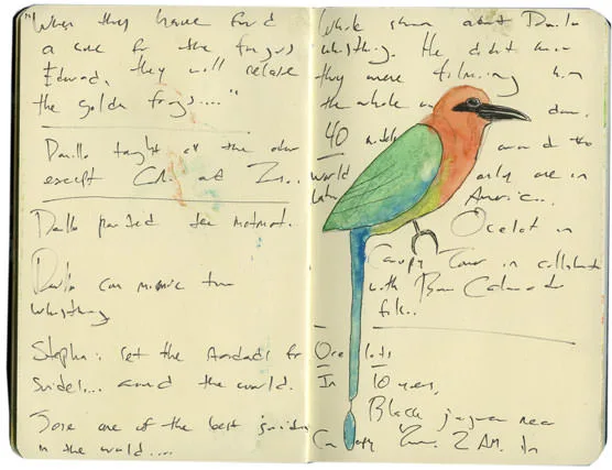 Sketch of a glass frog and a white-bellied antbird with notes on antbirds