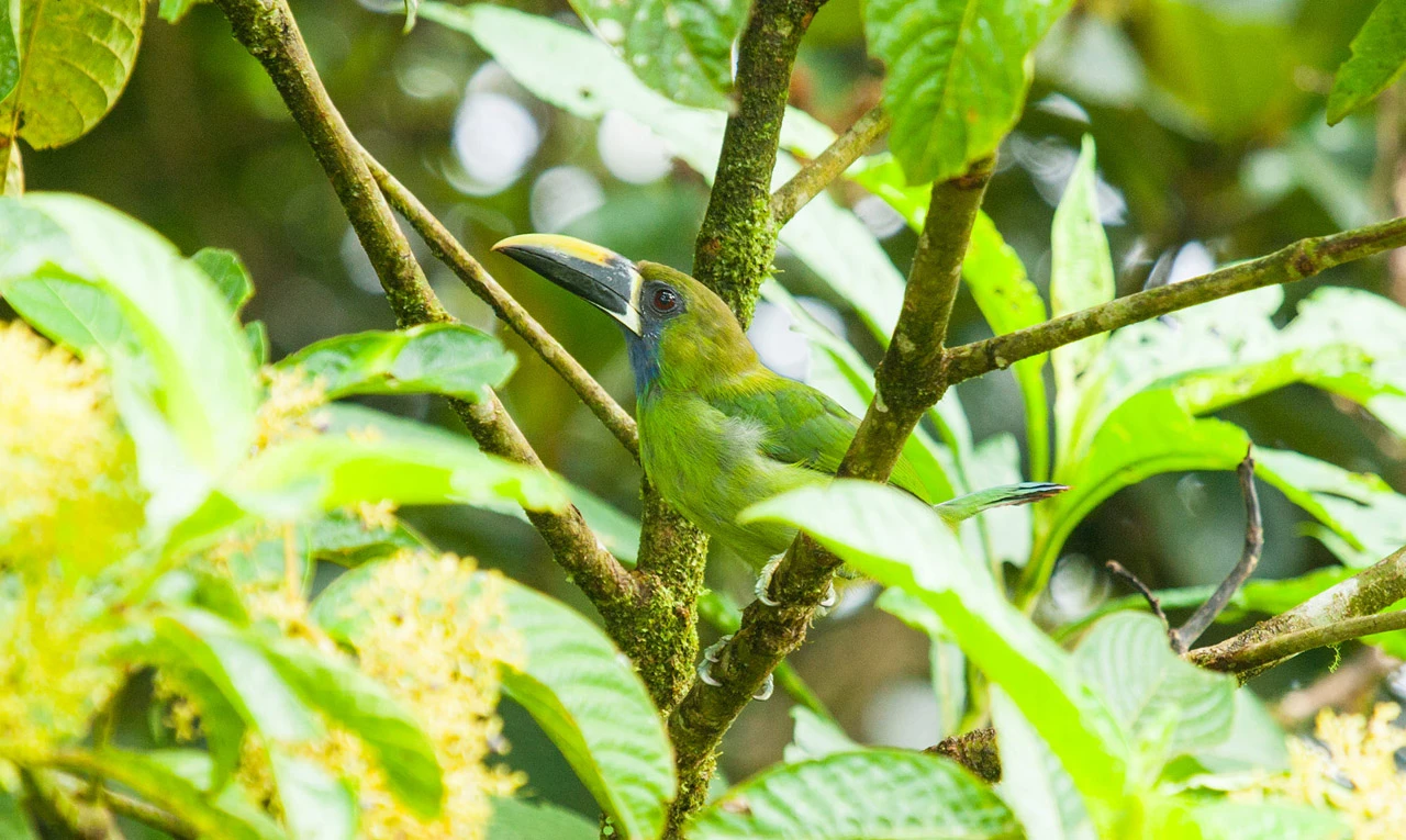 An emerald toucanet in green foliage