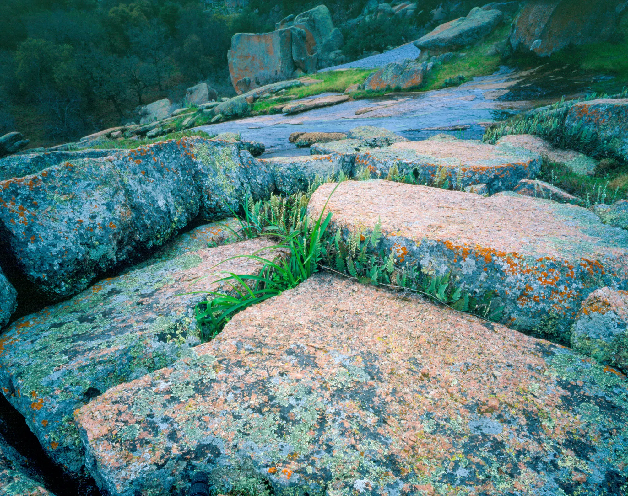 Lichen-covered pink granite slabs with tufts of grass at Enchanted Rock, Texas Hill Country.