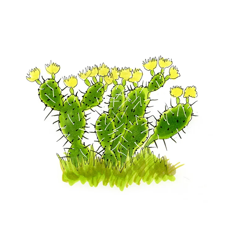 Watercolor illustration of an erect pricklypear (Opuntia dillenii), a dense clump of pads crowded with yellow flowers.