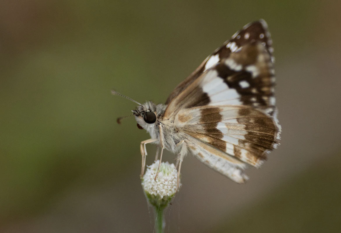 Erichson's White Skipper (Burnsius orcus), near Camarones, La Guajira, Colombia