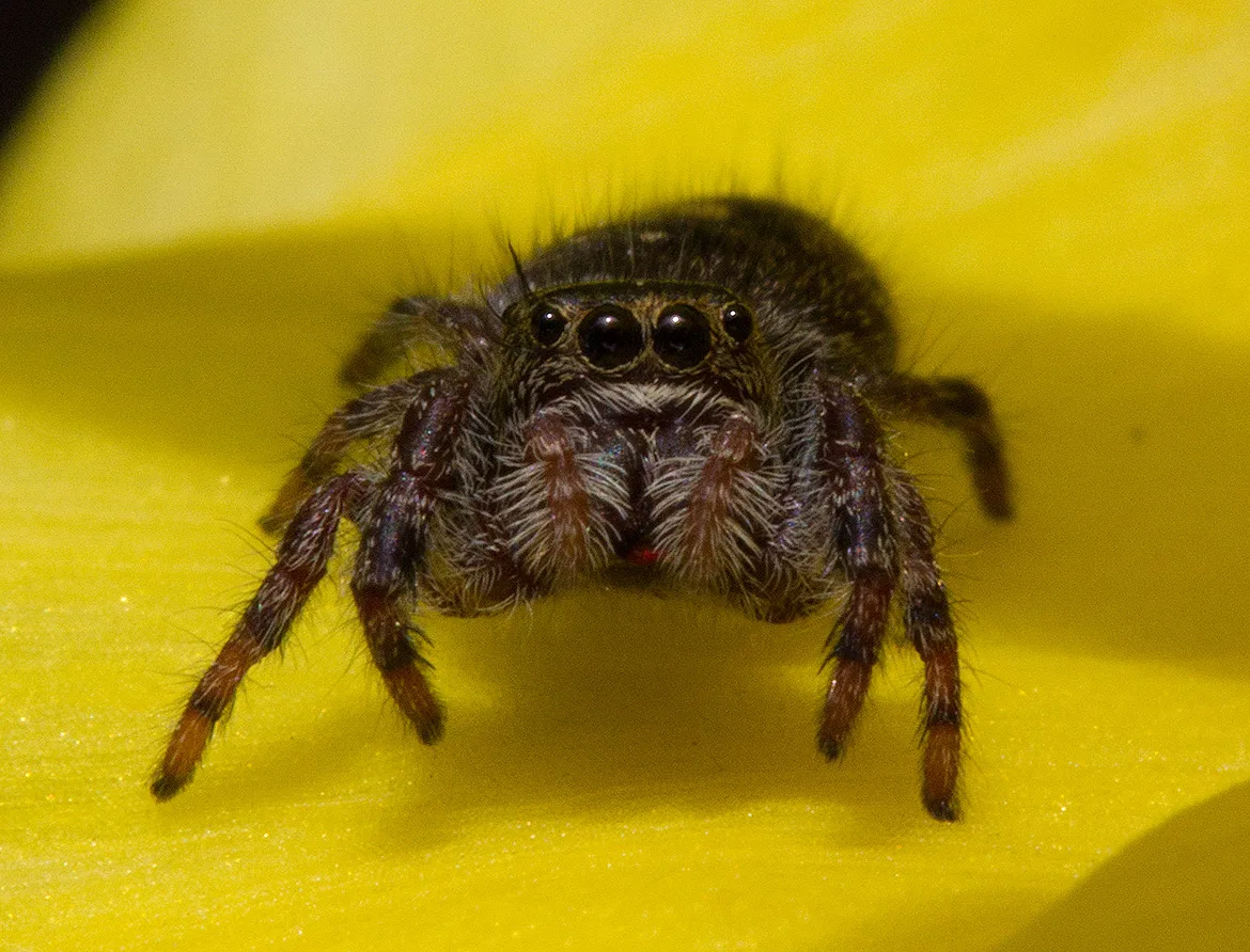 Bronze Jumping Spider (Eris militaris) photographed on Sauvie Island, Oregon, showing compact body and bronze-patterned legs