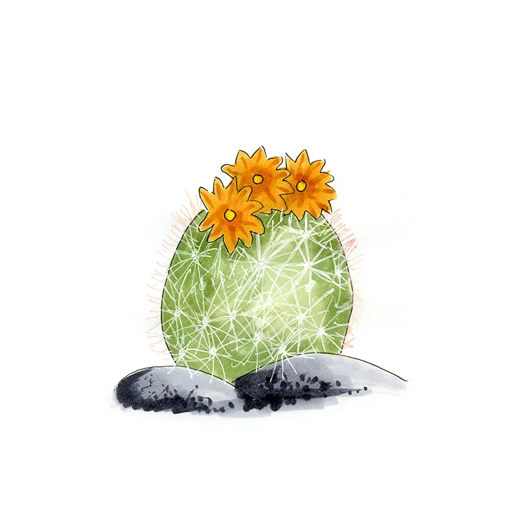 Watercolor illustration of a desert beehive cactus (Escobaria deserti), a pale, egg-shaped cactus topped with orange flowers.