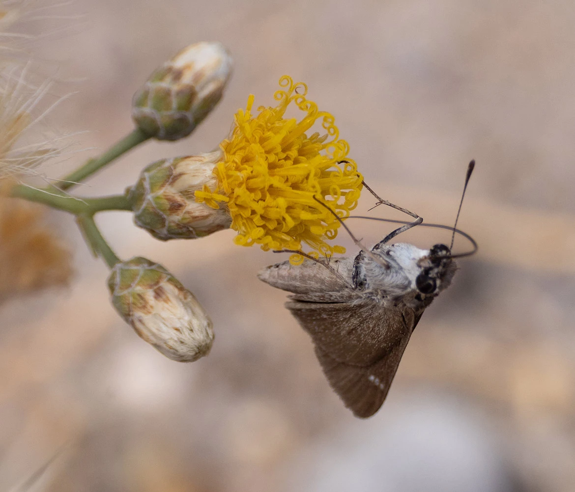 Eufala Skipper (Lerodea eufala), Loreto, Baja California Sur, Mexico