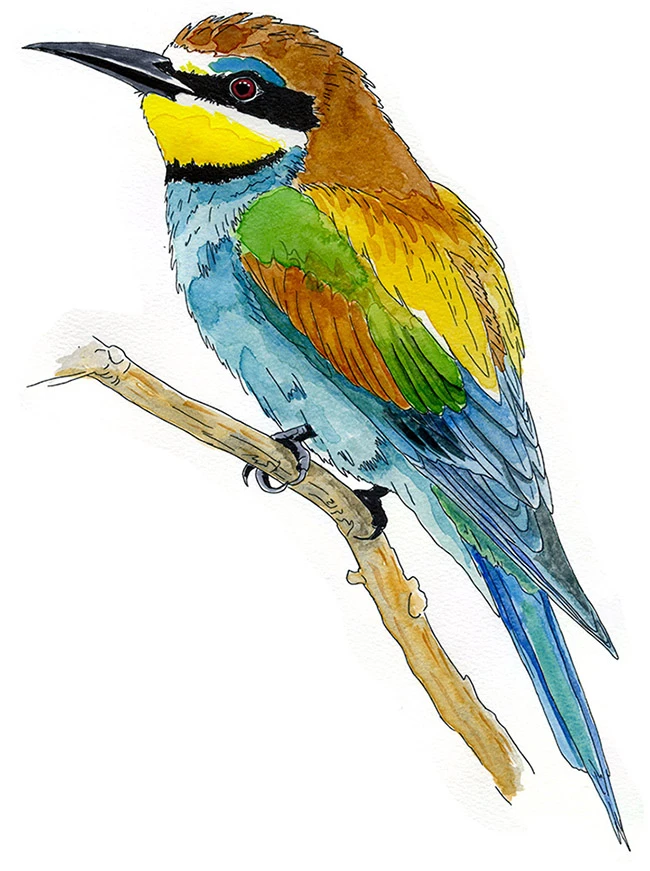 Watercolor and ink sketch of a European Bee-eater perched on a bare branch in Lipari, Sicily.