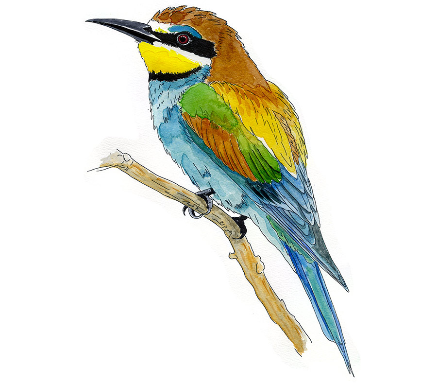 Watercolor and pen sketch of a European Bee-eater, by Erik Gauger.