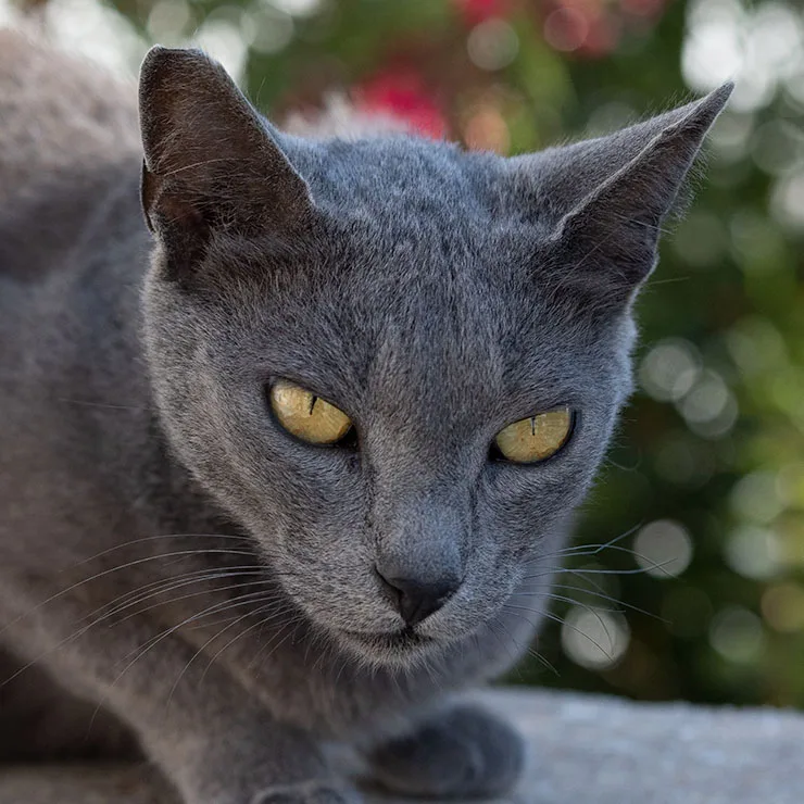 Gentle stray cat in Lefkes, Paros, Greece, with pale hypnotic eyes reminiscent of Kaa from The Jungle Book.