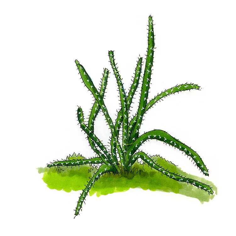 Watercolor illustration of a fairy castle cactus (Acanthocereus tetragonus), long, angular green stems reaching out from grass.