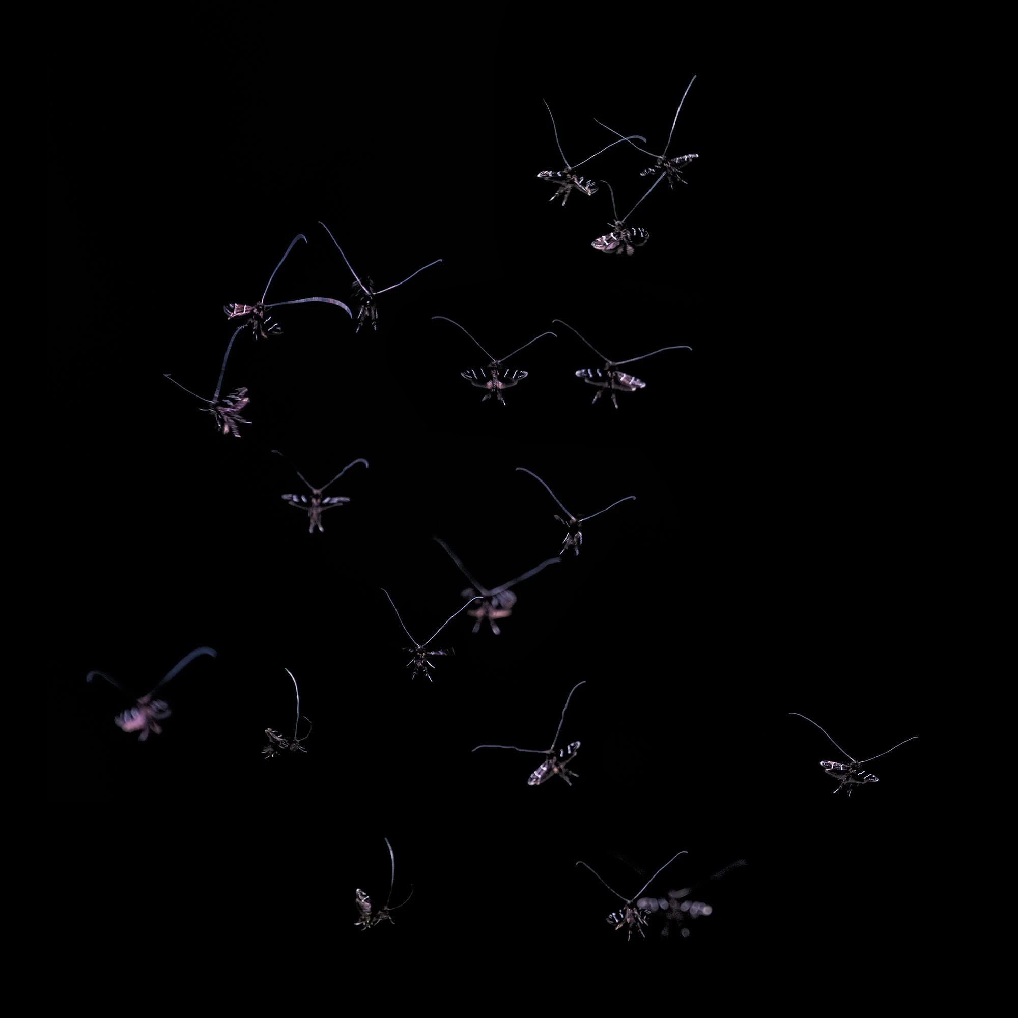 Longwinged Fairy Moths dancing in a forest sunbeam