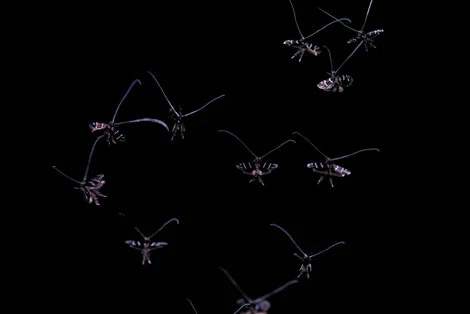 A cloud of tiny fairy moths with long white antennae flying against a black background.