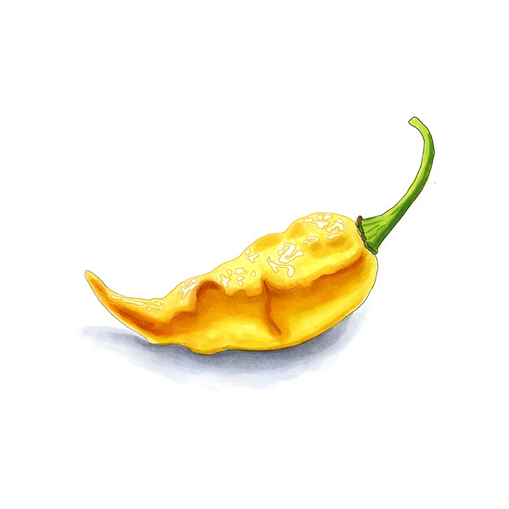 Fatalii pepper illustrated in watercolor and ink on a white background