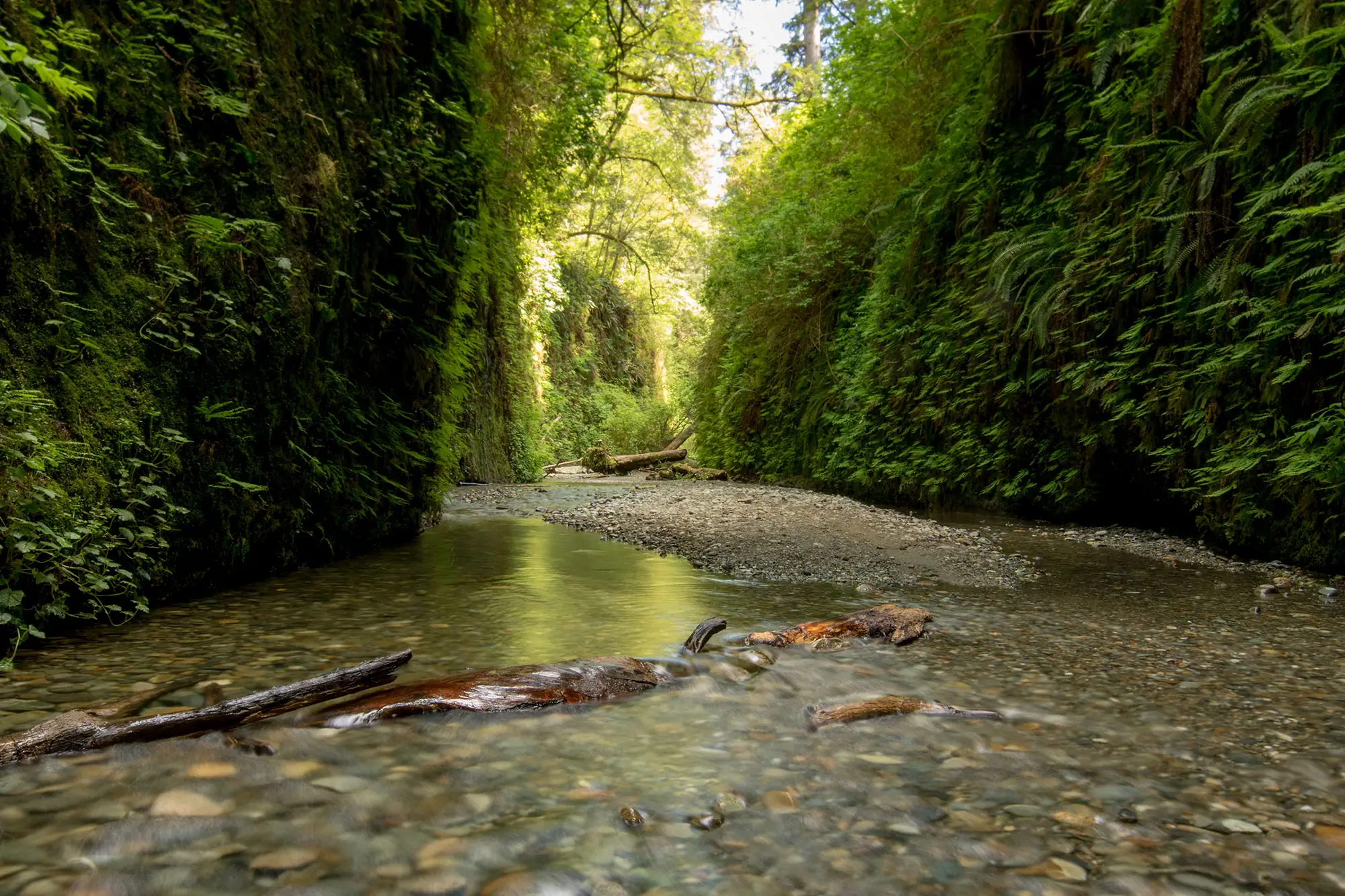 The fern-draped vertical walls of Fern Canyon above a shallow creek, Prairie Creek Redwoods, California coast