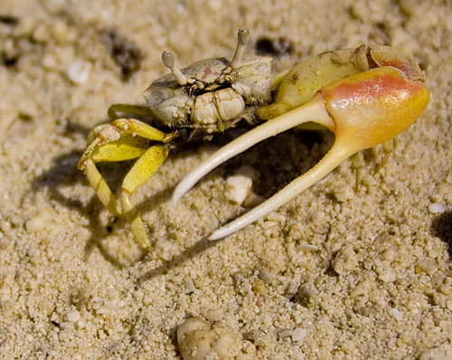 A fiddler crab on the sand, its one oversized claw raised beside its burrow