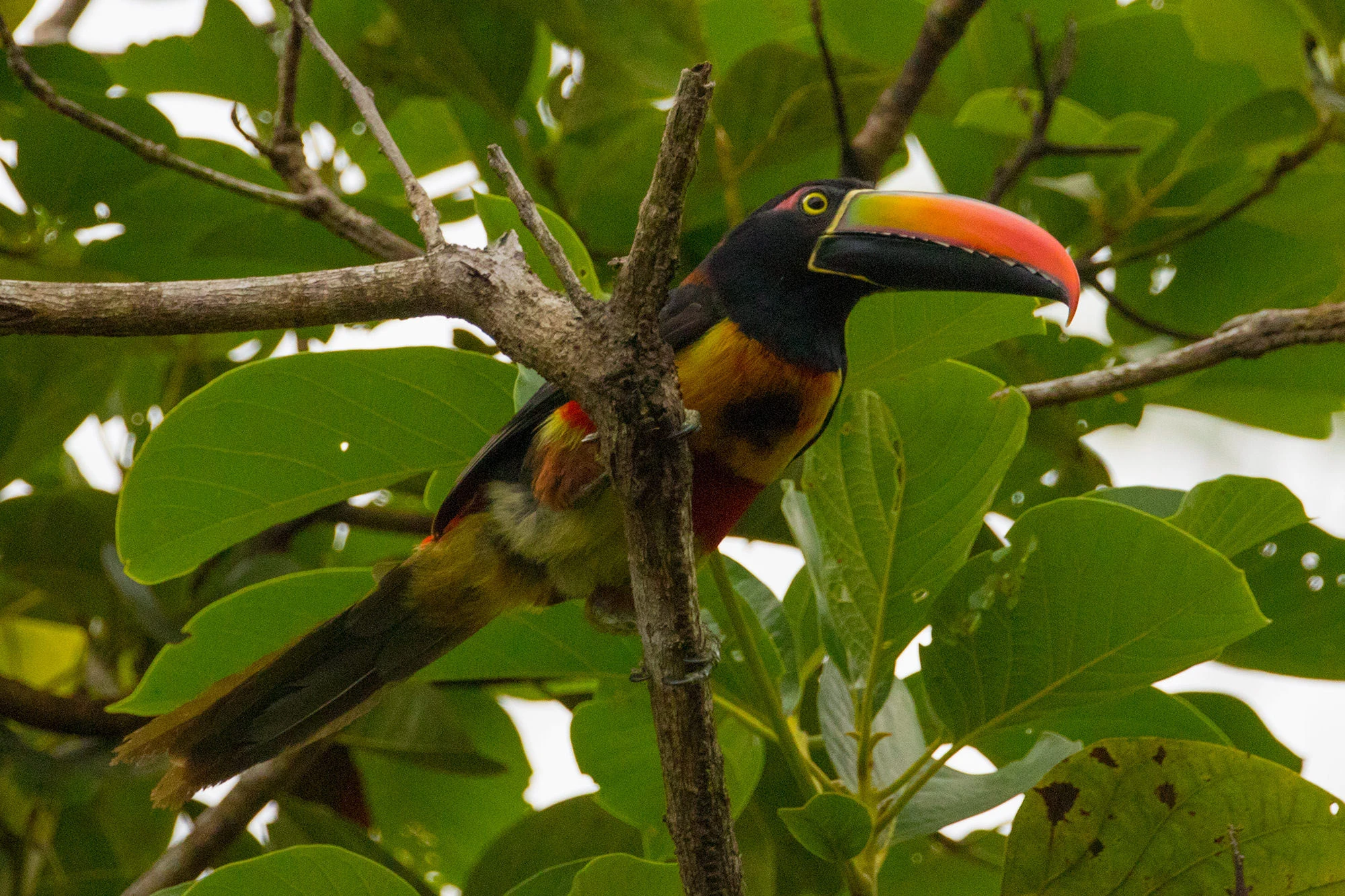 Fiery-billed Aracari