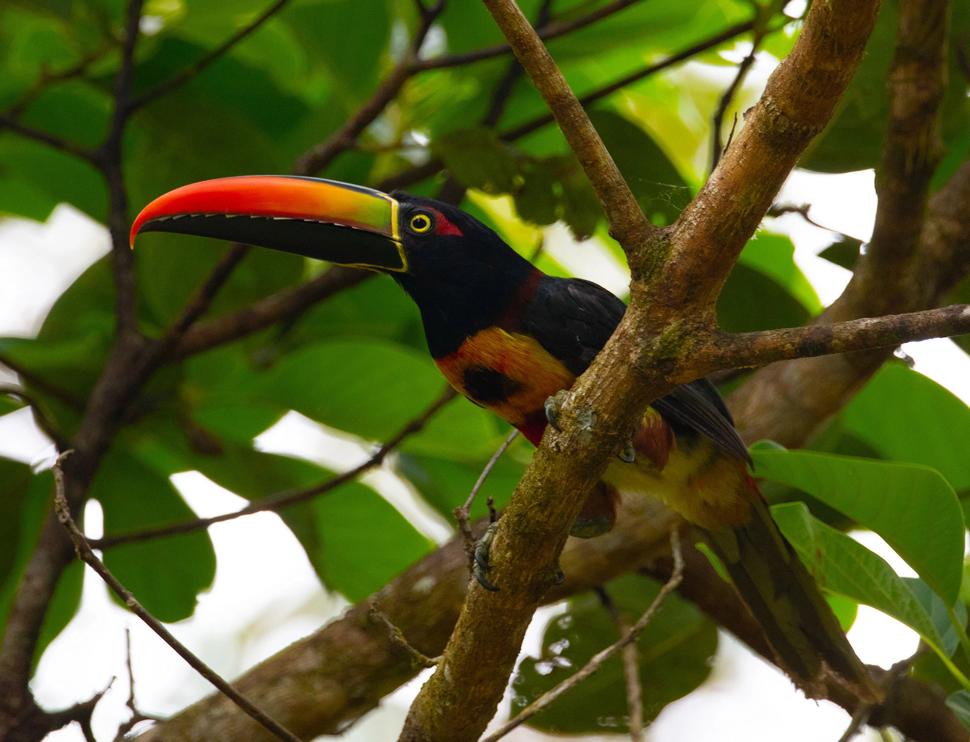 Fiery-billed Aracari perched in the rainforest canopy of Costa Rica's Osa Peninsula
