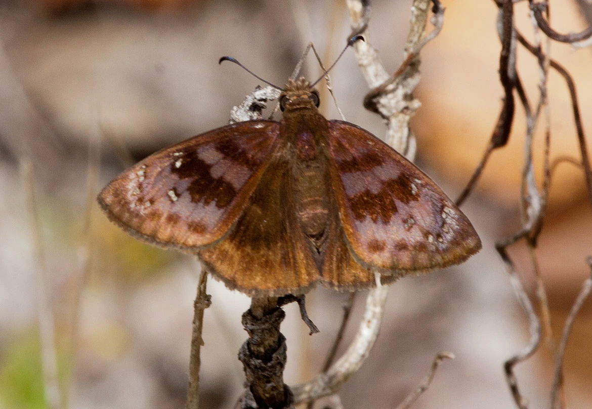 Florida Duskywing (Ephyriades brunnea), Abaco, Bahamas