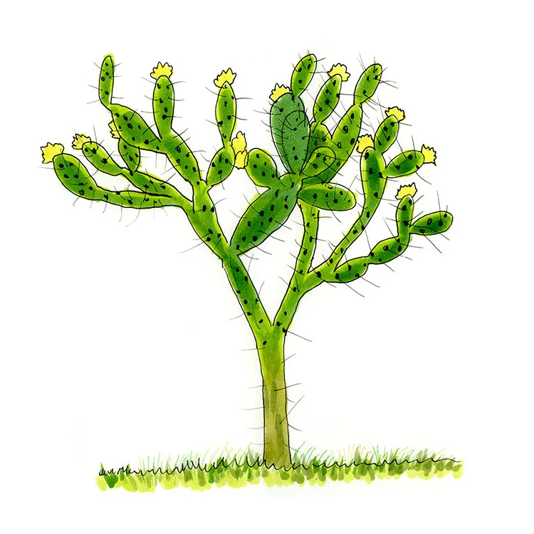 Watercolor illustration of a Florida pricklypear (Opuntia ammophila), a small tree-shaped cactus of branching pads with yellow flowers.