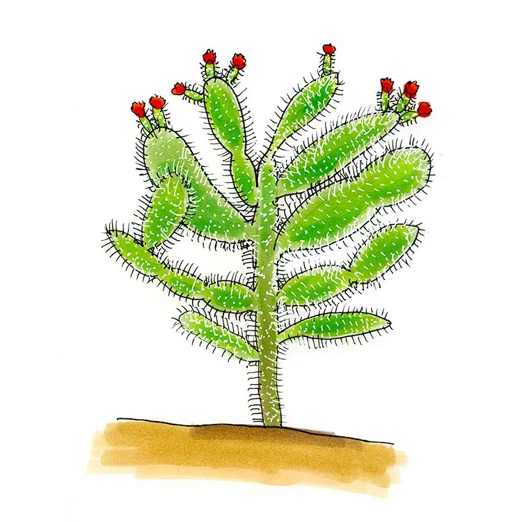 Watercolor illustration of a Florida semaphore cactus (Consolea corallicola), an upright trunk with flat pads and red flowers.