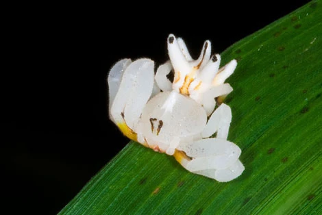 A white flower crab spider resting on a green leaf at night.