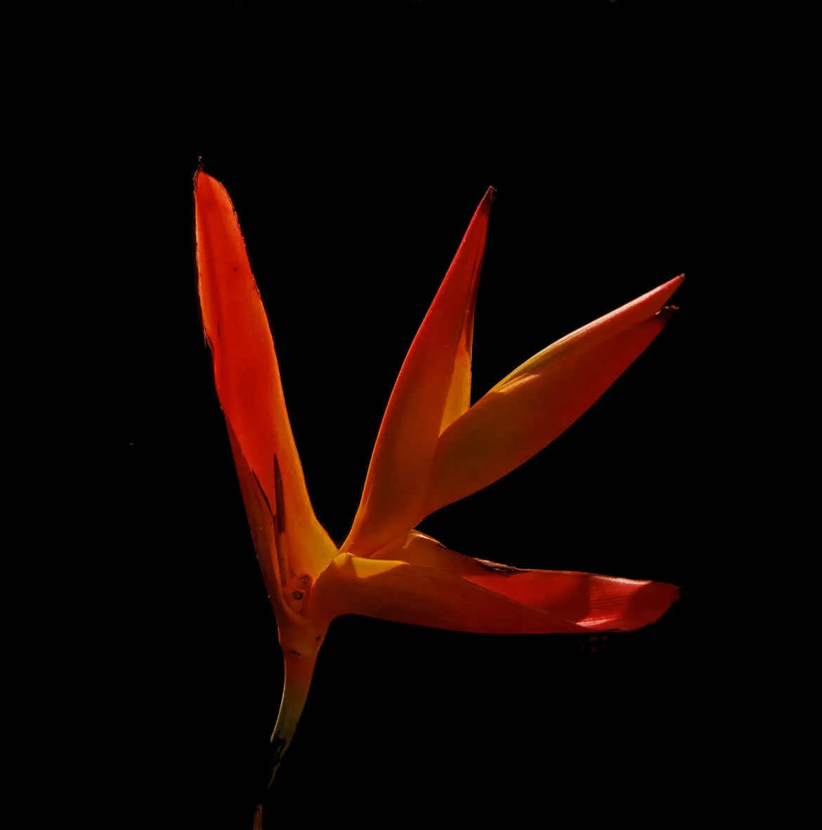 A red-orange heliconia flower against a black background in Soufrière, St. Lucia.