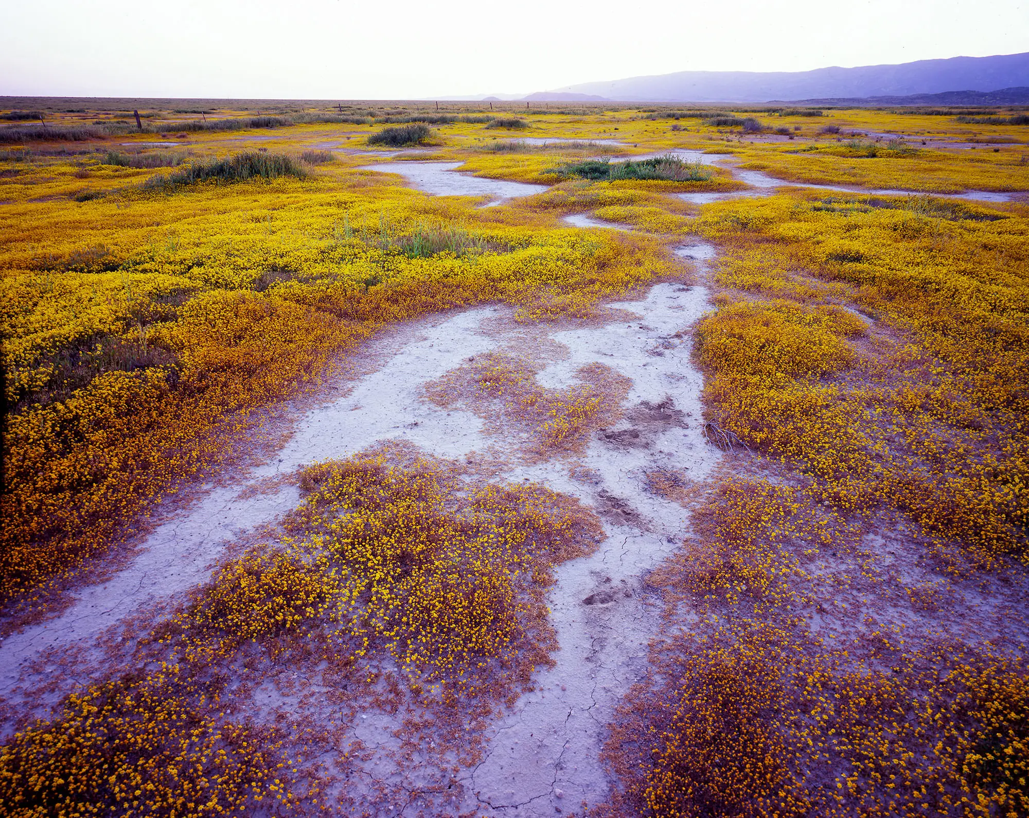A muddy seasonal stream winding through yellow goldfields on the Carrizo Plain, with mountains on the horizon.