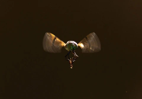 Threats to Biodiversity