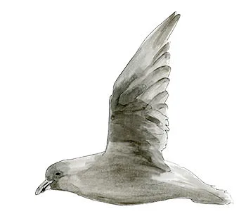 Watercolor and Copic marker sketch of a Fork-tailed Storm-Petrel (Hydrobates furcatus), by Erik Gauger.