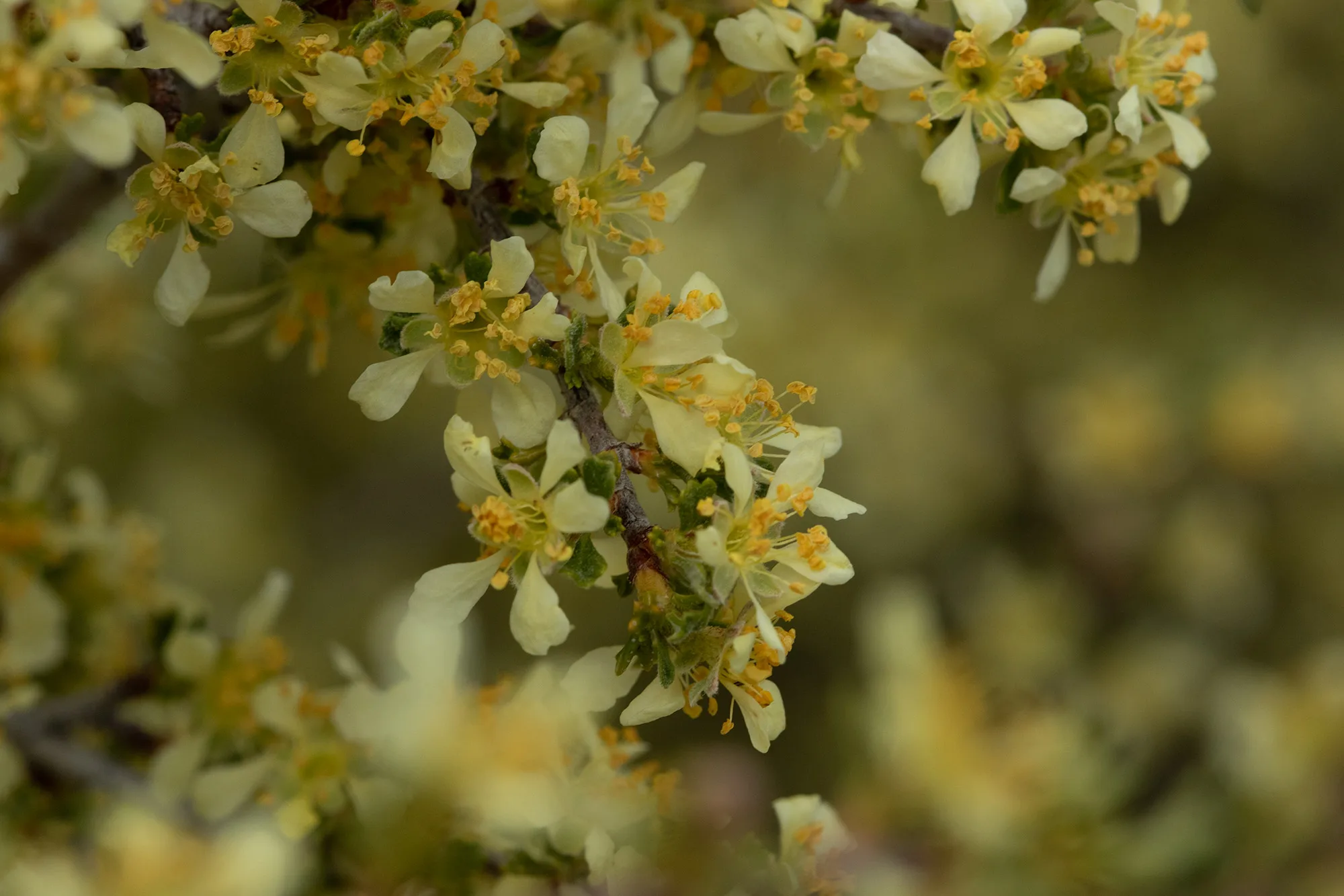 Flowers at Fort Rock, Oregon in Lake County