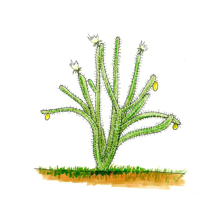 Watercolor illustration of a fragrant applecactus (Harrisia eriphora), tall spiny stems with white flowers and yellow fruit.