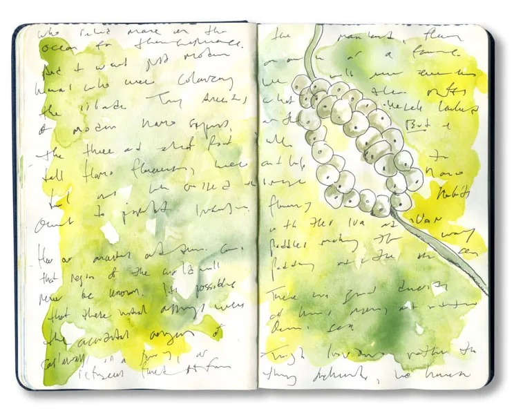 Sketchbook spread with a sketch of a berry cluster over a green wash, with handwritten notes on the first Polynesian settlers.