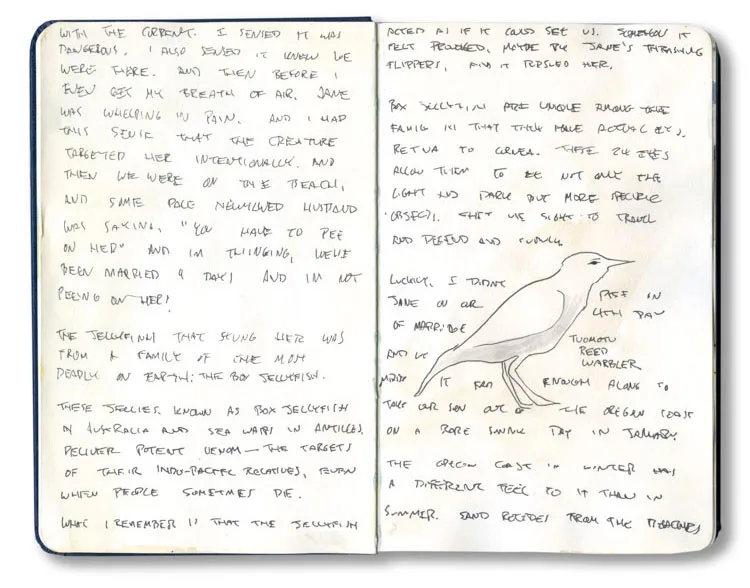 Journal pages about a box jellyfish sting in St. Lucia, with a sketch of a Tuamotu reed warbler