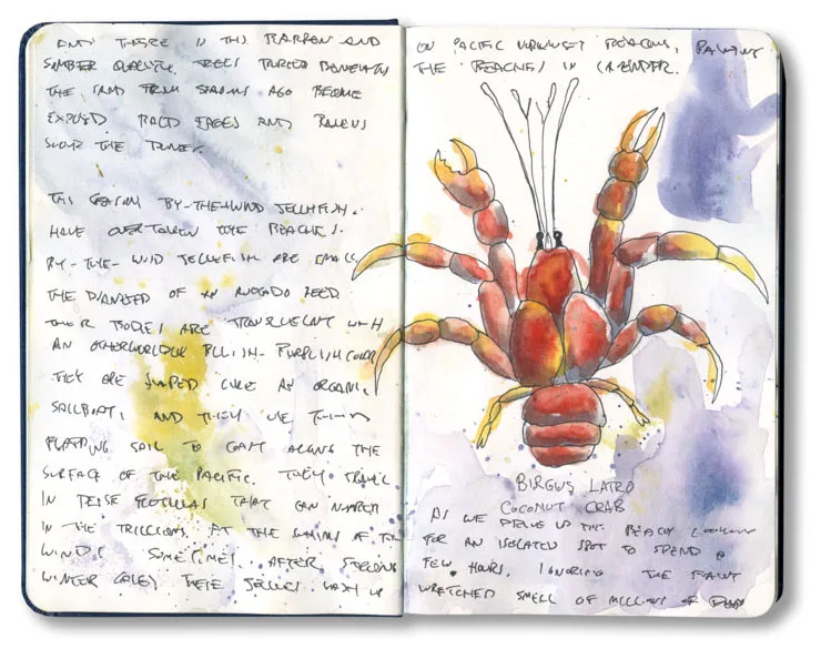 Sketch of a coconut crab from my Polynesia journal