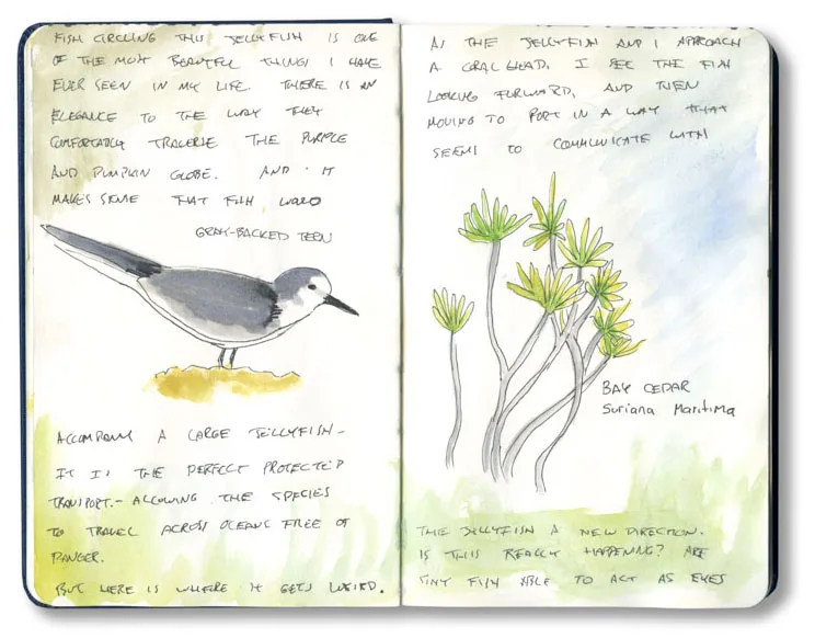 Sketchbook spread with sketches of a gray-backed tern and bay cedar, with handwritten notes.